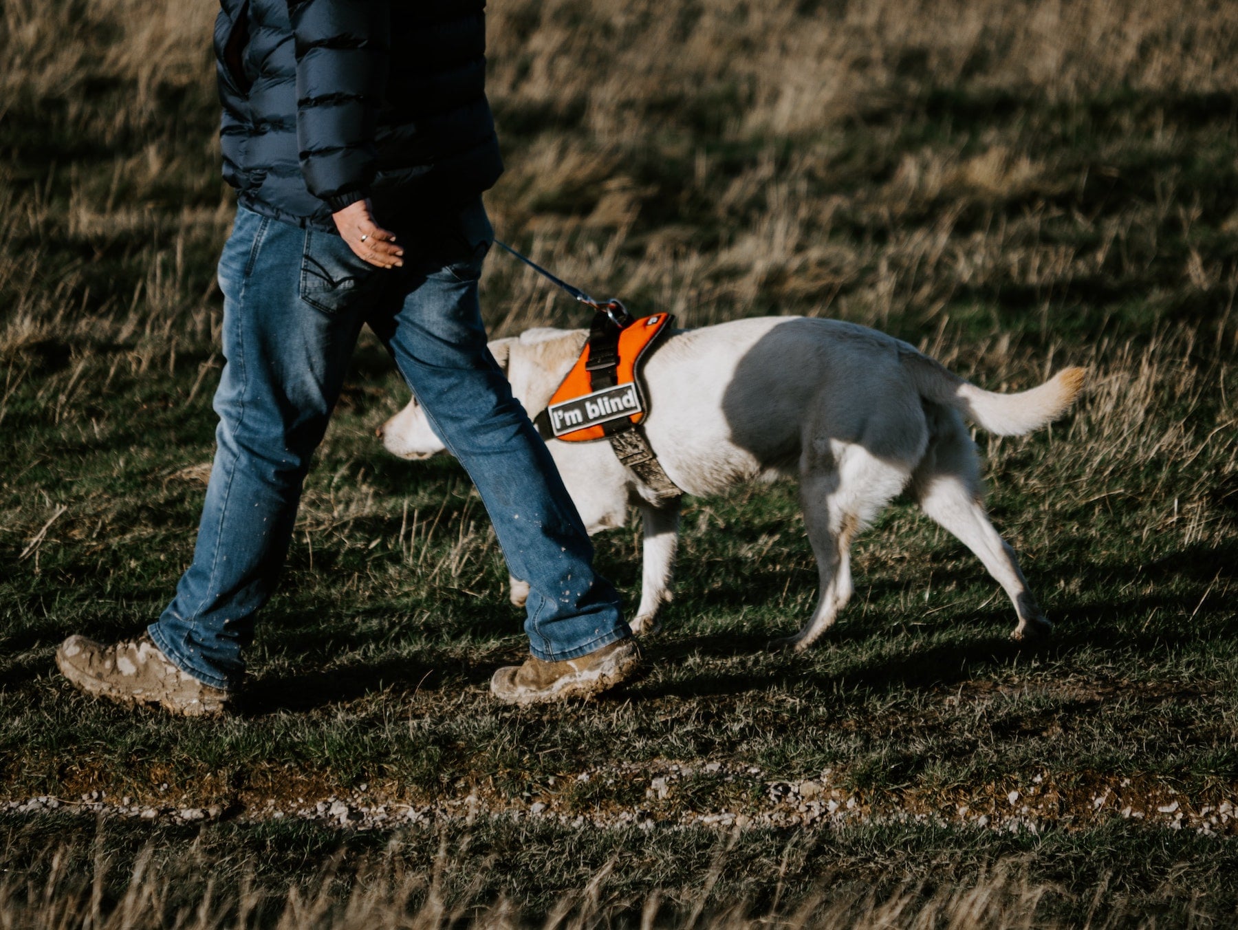 Photo d'un chien guide qui marche avec son maître