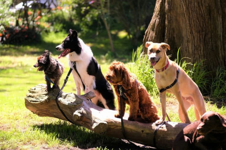 4 chiens assis sur un rondin de bois