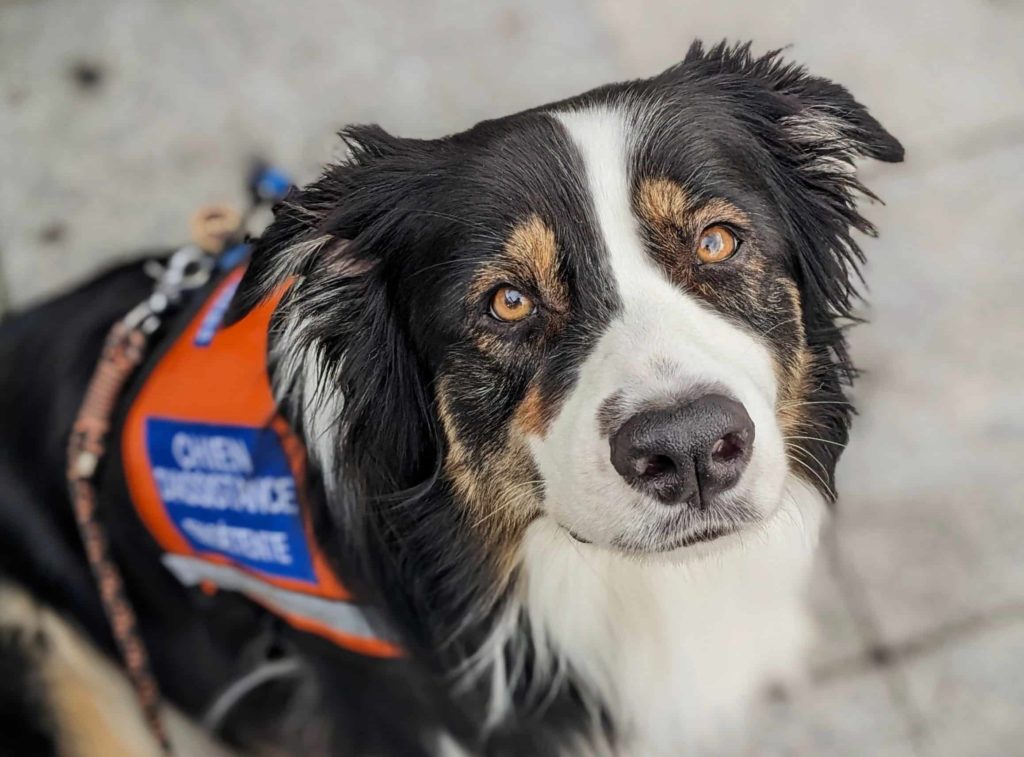 Maïko, berger australien noir tricolore est assis et regarde la caméra en levant la tête. Il porte son dossard de chien d'assistance en détente.