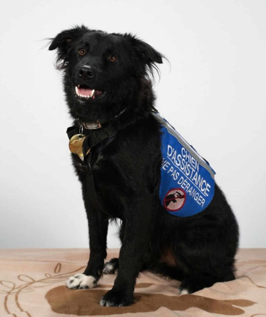 Stych, border collie noir est assis face caméra avec son dossard de Chien d'Assistance bleu