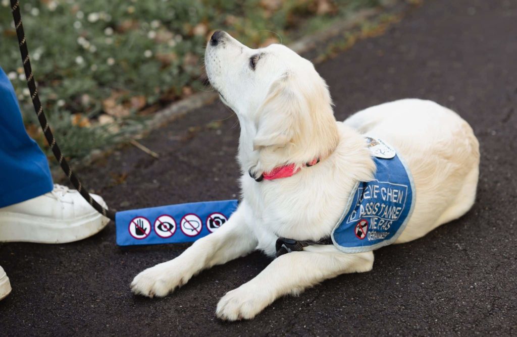 Shell, femelle golden retriever clair est couché avec son dossard d'élève chien d'assistance et regarde en haut à gauche de la photo